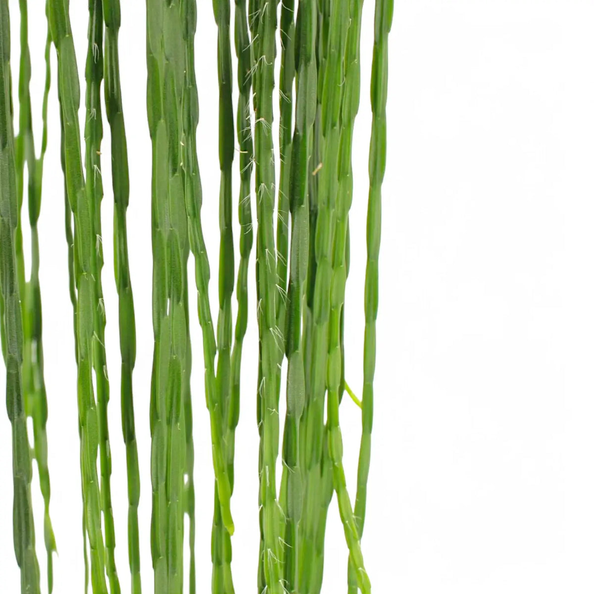 Rhipsalis pacheco-leonis ssp. catenulata leaf detail on white background.
