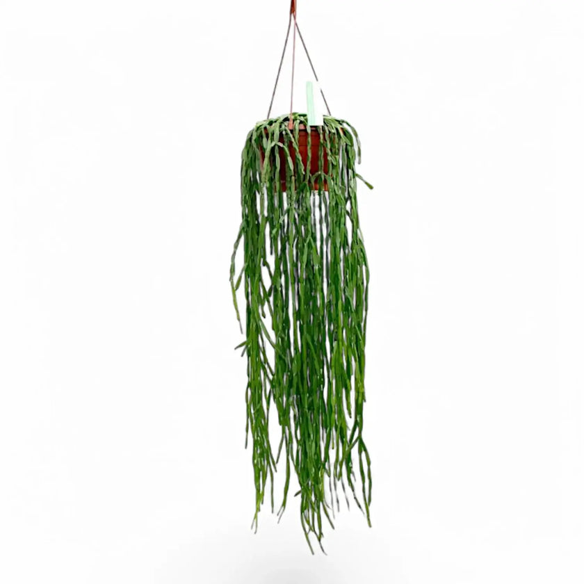 Rhipsalis pacheco-leonis ssp. catenulata potted plant in nursery pot on white background.