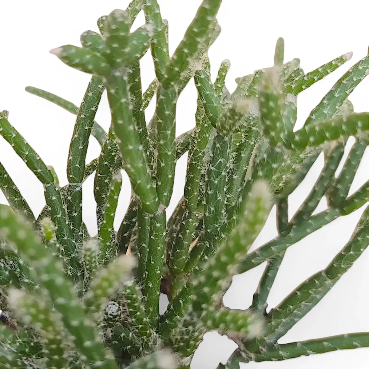 Rhipsalis pilocarpa leaf detail on white background.