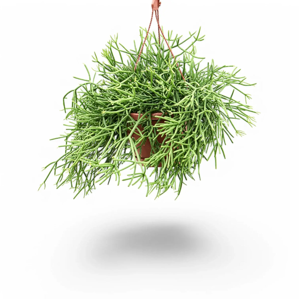 Rhipsalis teres f. heteroclada potted plant in nursery pot on white background.