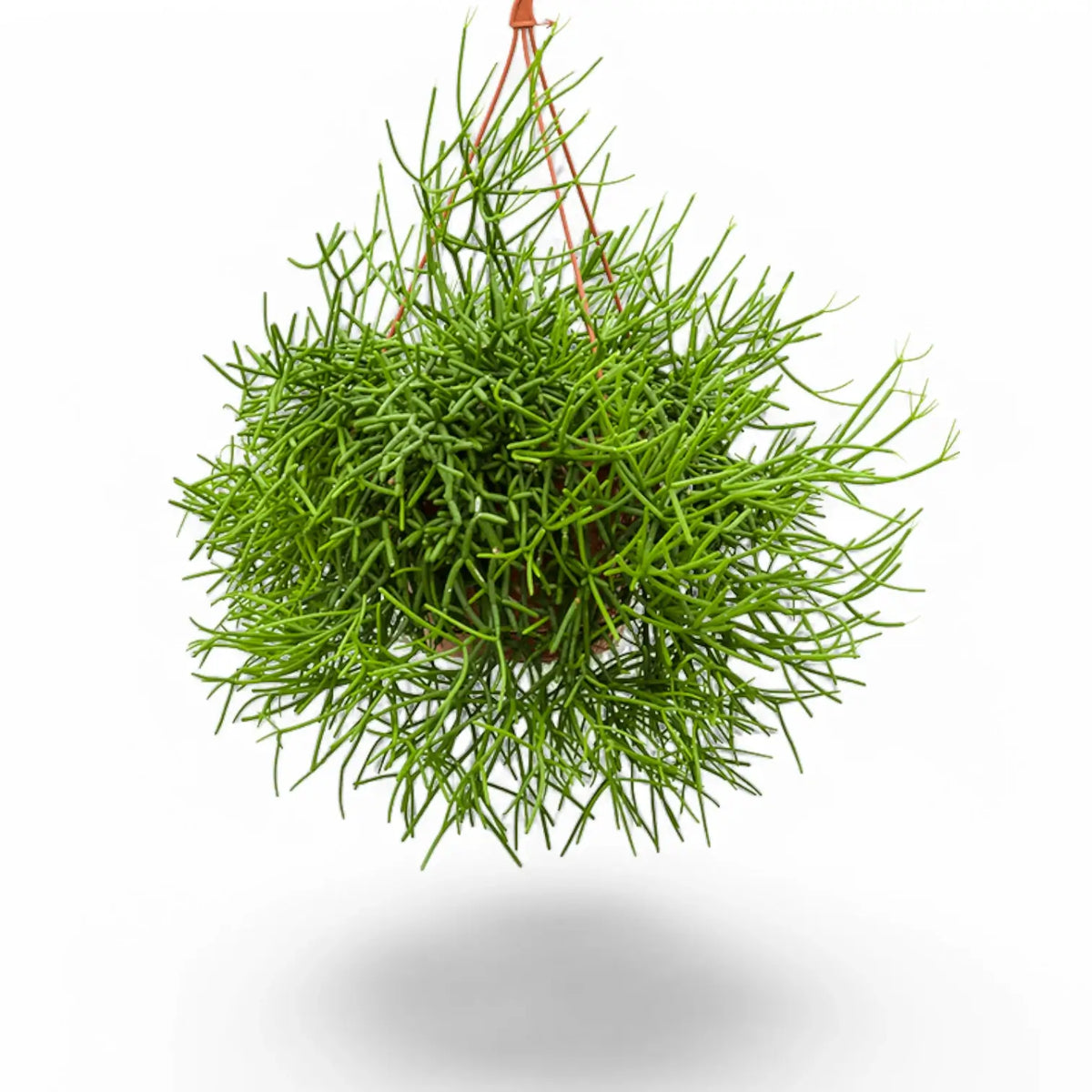 Rhipsalis teres f. heteroclada potted plant in nursery pot on white background.