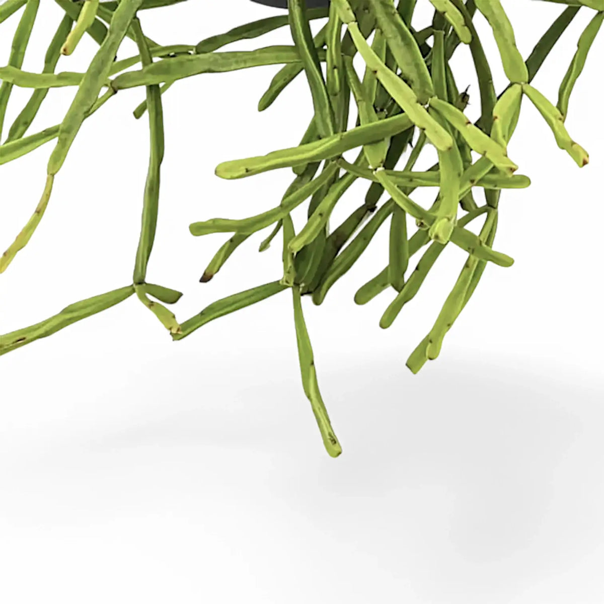 Rhipsalis trigona – Blattdetail vor weißem Hintergrund..