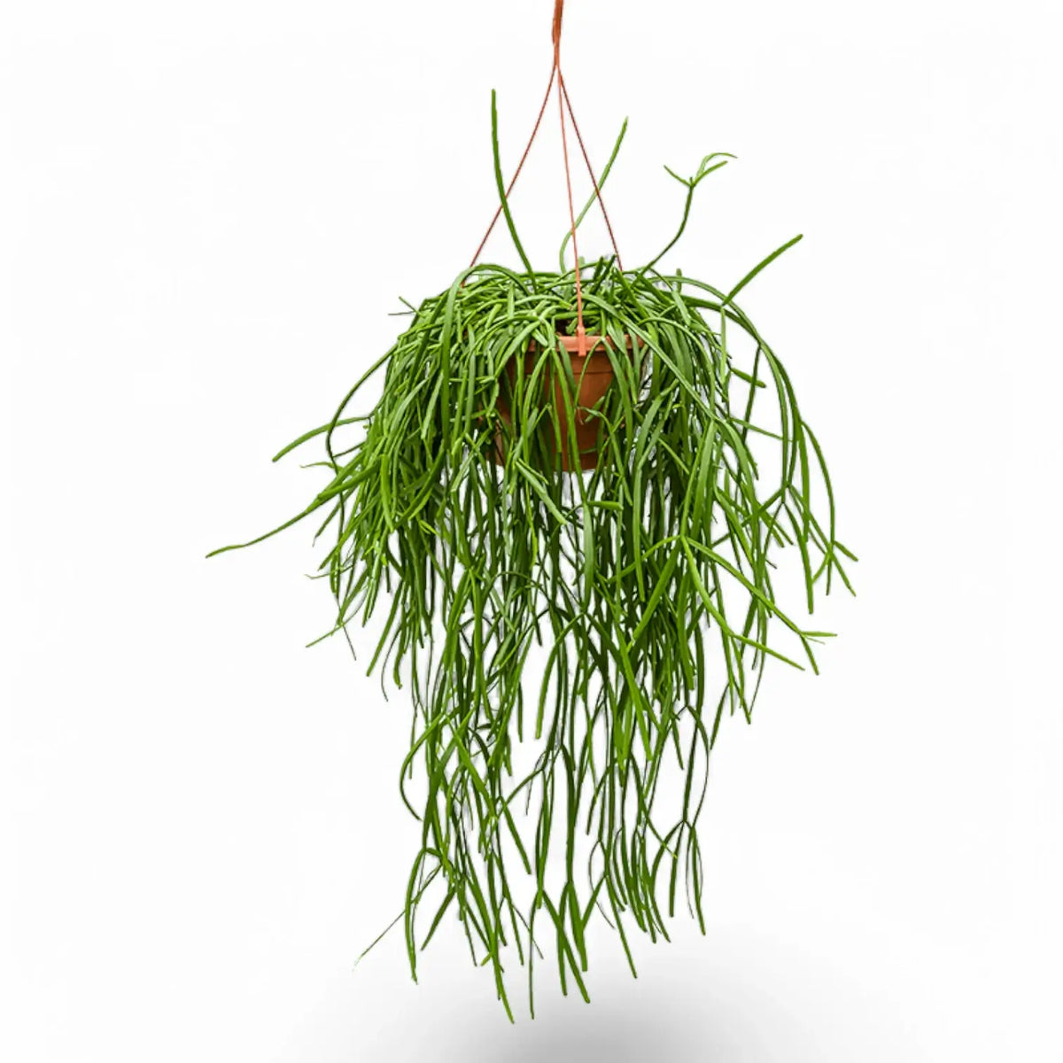 Rhipsalis trigona Zimmerpflanze im Anzuchttopf vor weißem Hintergrund, Produktfoto 2.