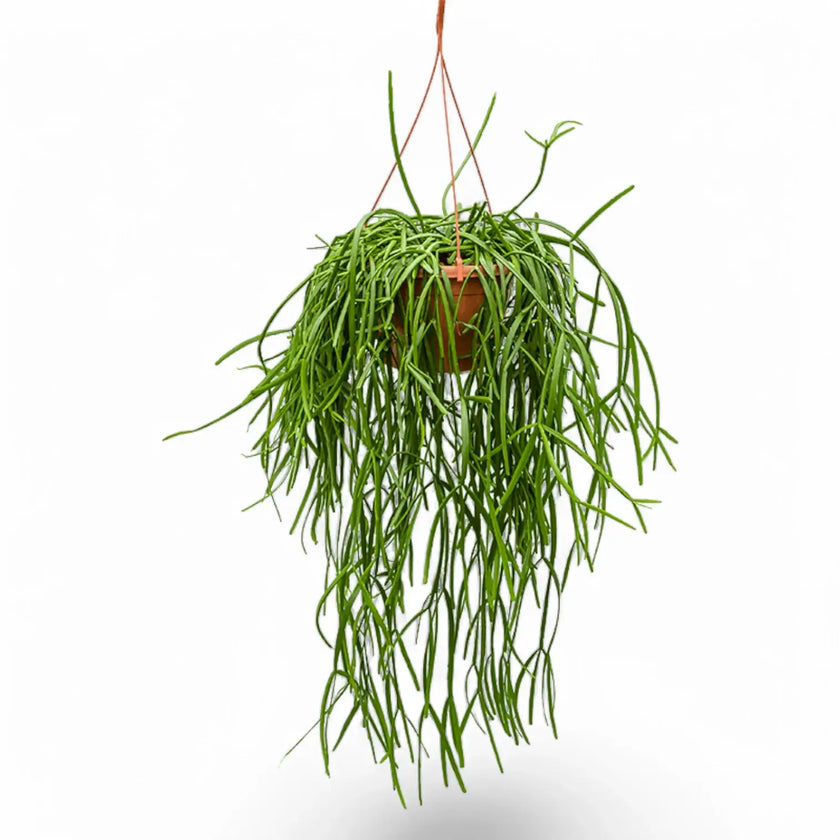 Rhipsalis trigona potted plant in nursery pot on white background.
