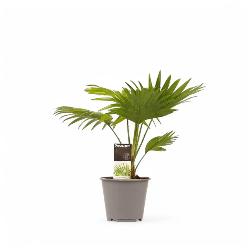 Saribus rotundifolius potted plant in nursery pot on white background.
