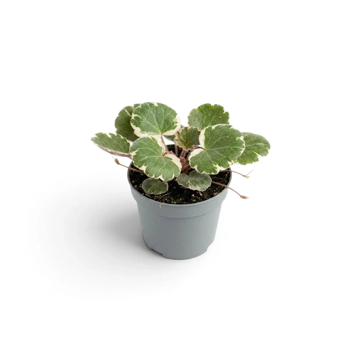 Baby Saxifraga stolonifera ‘Variegata’ viewed from above