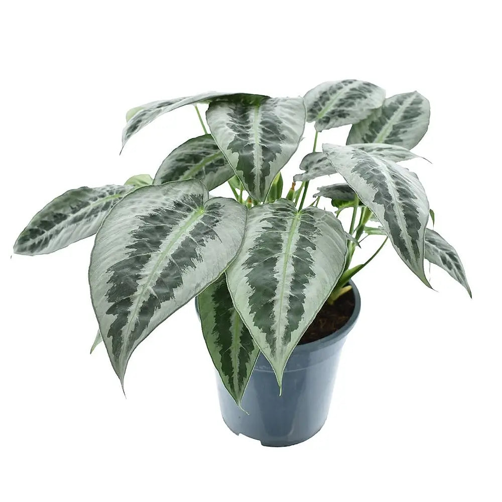 Schismatoglottis hainanensis Zimmerpflanze im Anzuchttopf vor weißem Hintergrund, Produktfoto 3.