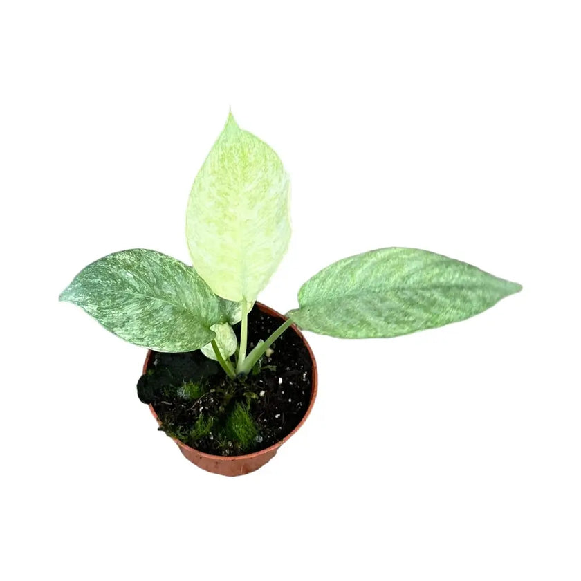 Schismatoglottis longispatha variegata potted plant in nursery pot on white background.