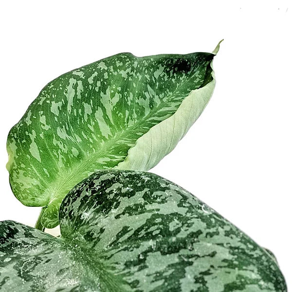 Schismatoglottis sp leaf detail on white background.