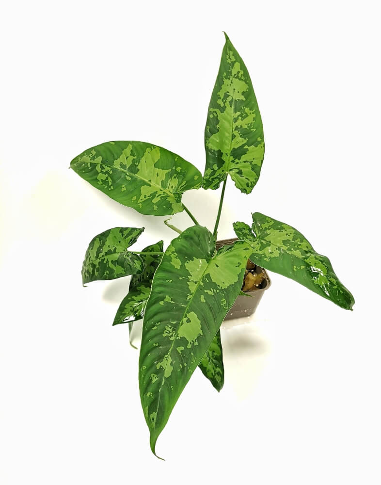 Schismatoglottis sp potted plant in nursery pot on white background.