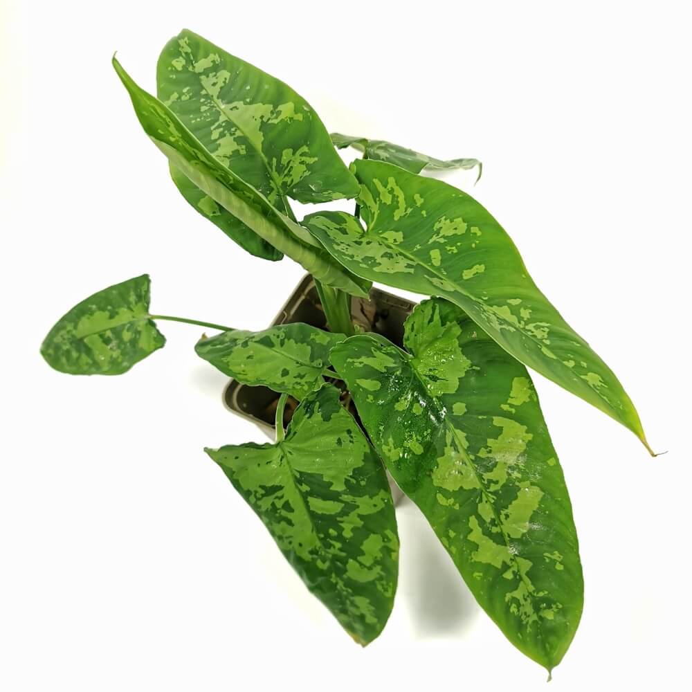 Schismatoglottis sp potted plant in nursery pot on white background.