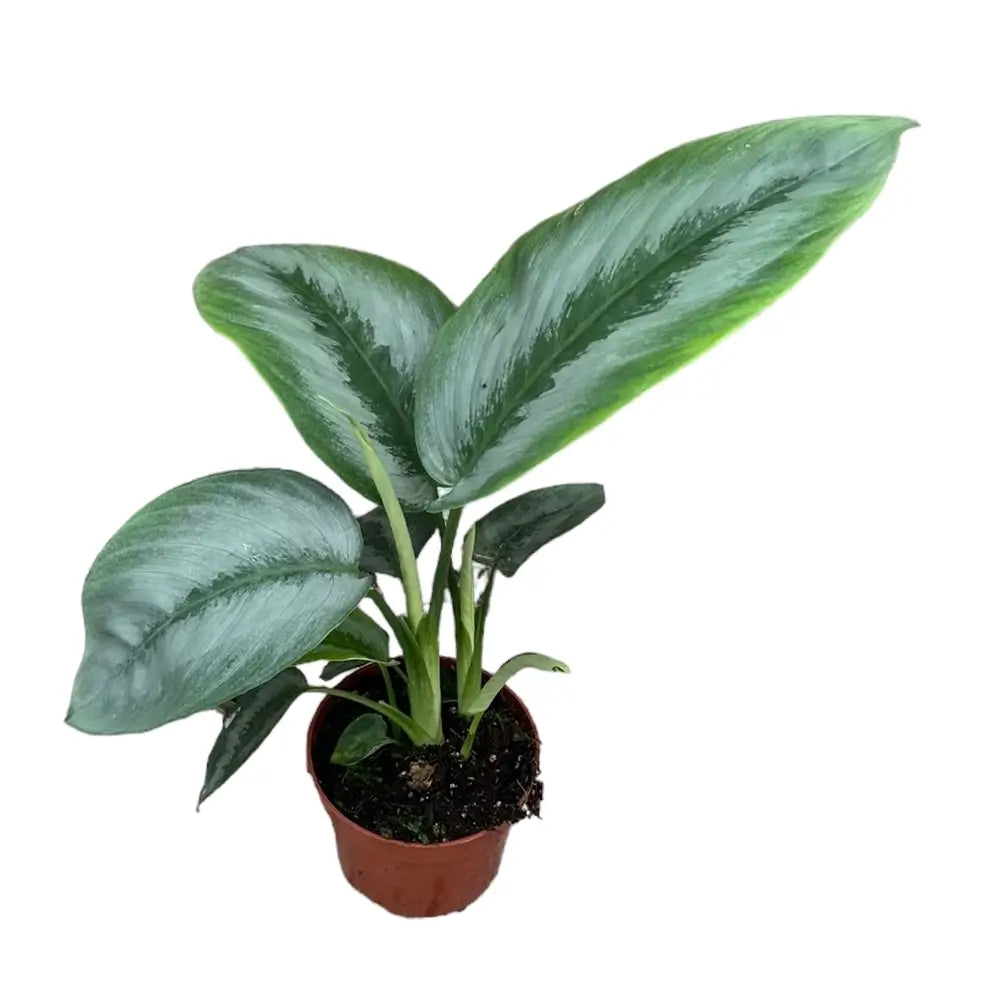 Schismatoglottis sp. Borneo 'Silver' – Zimmerpflanze im Kulturtopf auf weißem Hintergrund, Produktfoto 2.