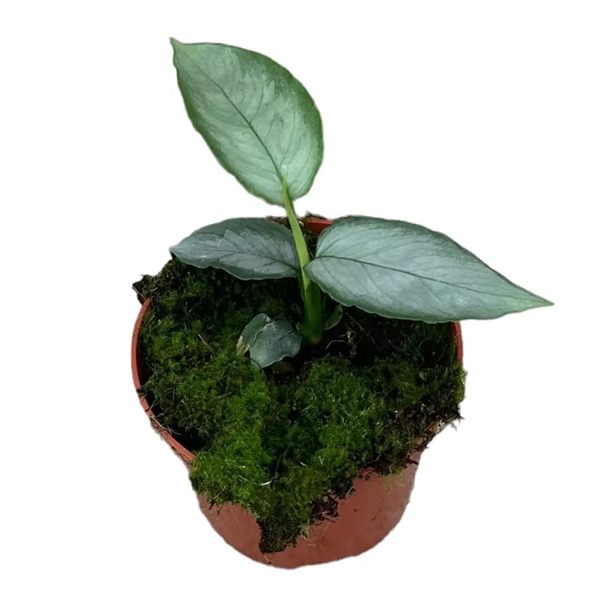 Schismatoglottis sp. 'Silver' potted plant in nursery pot on white background.