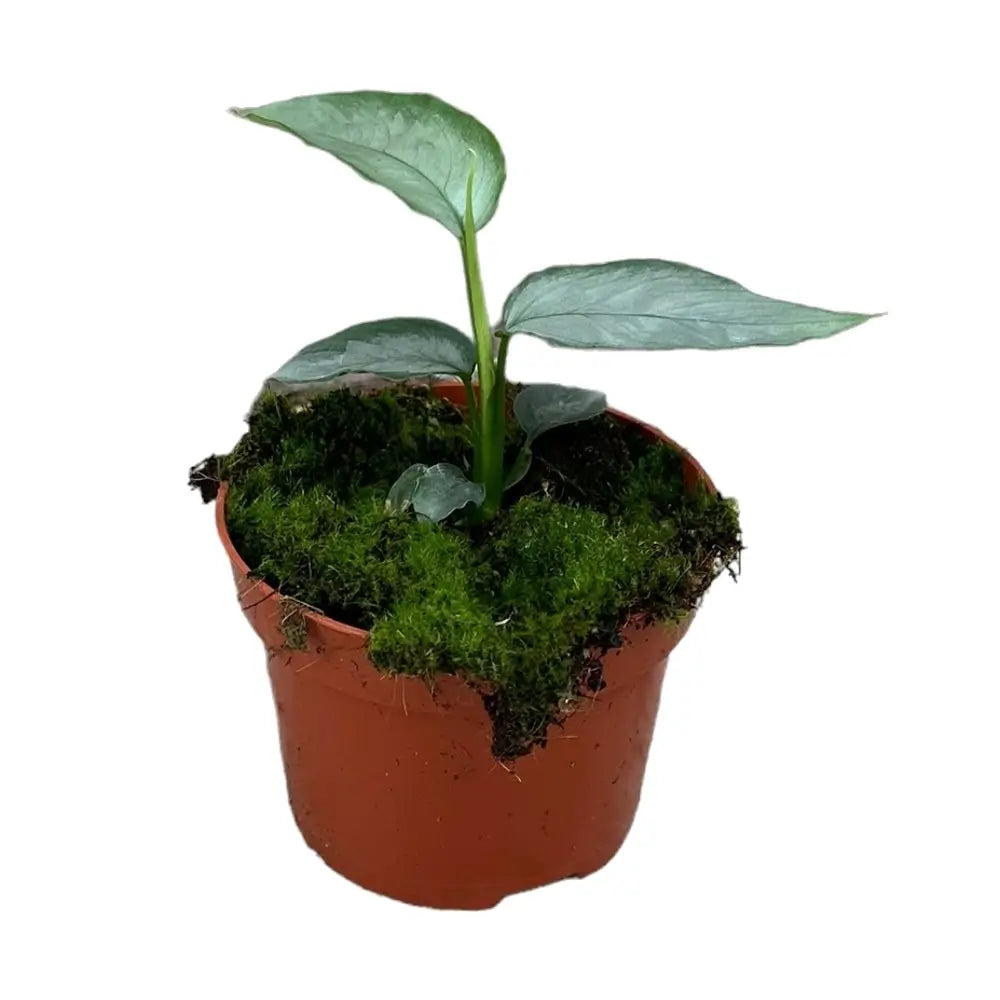 Schismatoglottis sp. 'Silver' potted plant in nursery pot on white background.
