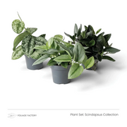 Pflanzenset Scindapsus Collection: drei Pflanzen mit silberfarbenen, grünen und dunklen Blättern zusammen in Kulturtöpfen