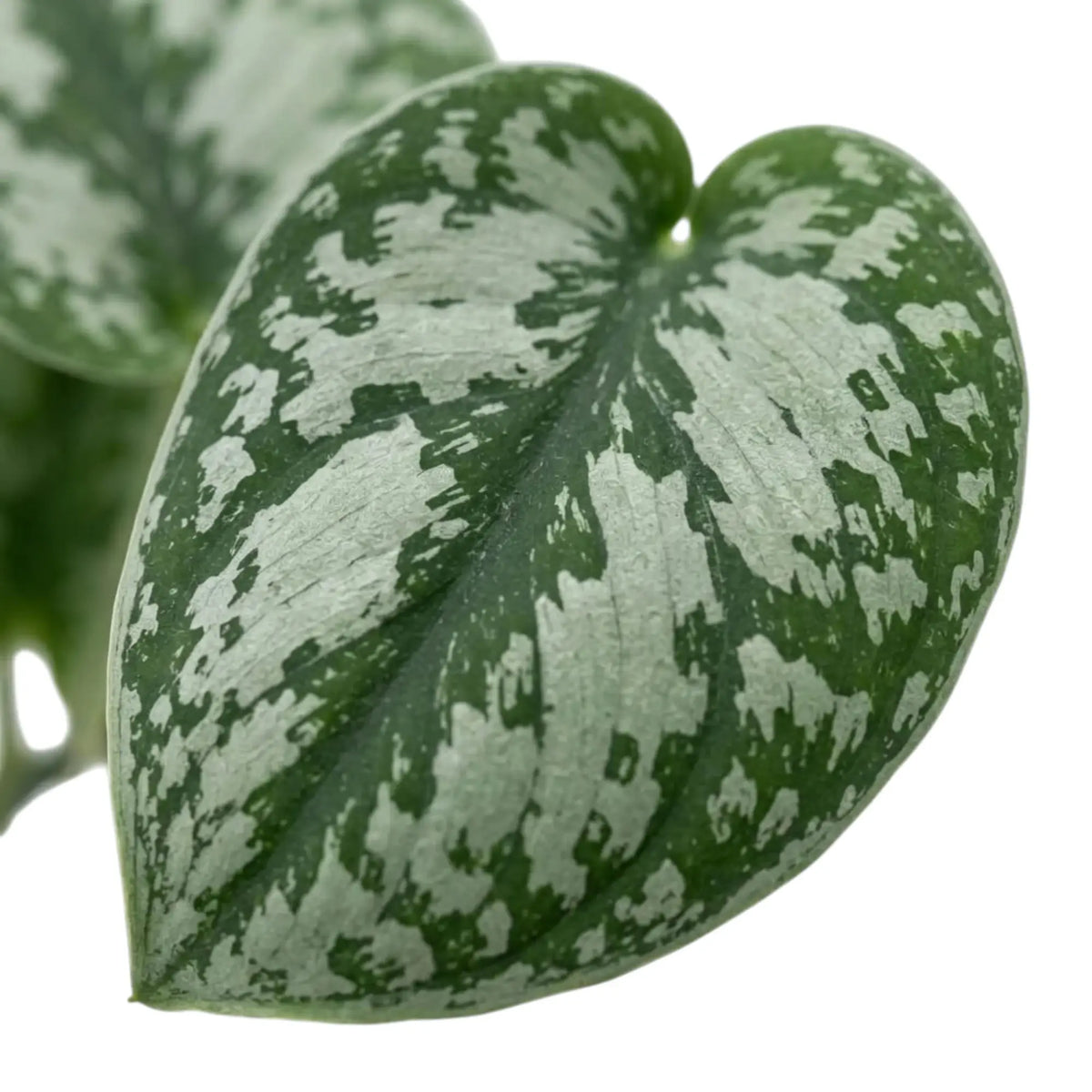 Scindapsus 'Exotica' leaf close-up showing broad silver patches around a dark green central vein.