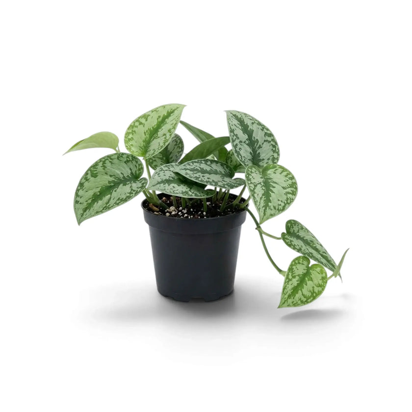 Scindapsus 'Exotica' in a nursery pot, with silver-patterned leaves and a short vine trailing to one side.