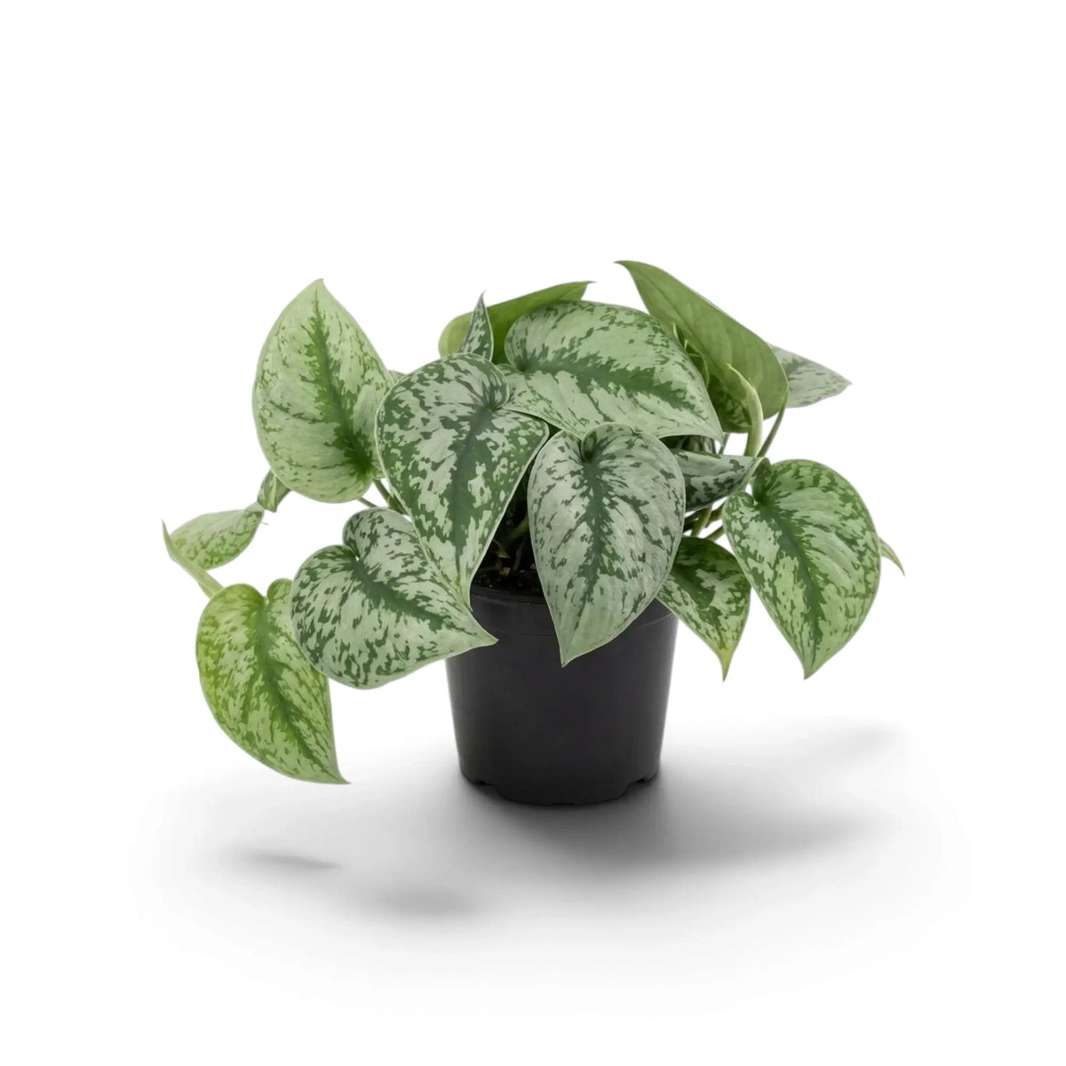 Potted Scindapsus 'Exotica' with silvery heart-shaped leaves, green borders and a vine curving to one side.