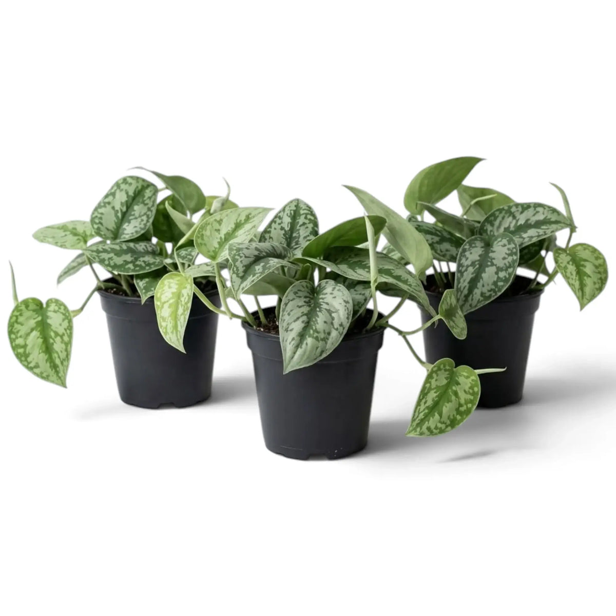 Three small Scindapsus 'Exotica' plants with silver-patterned leaves and trailing stems in nursery pots.