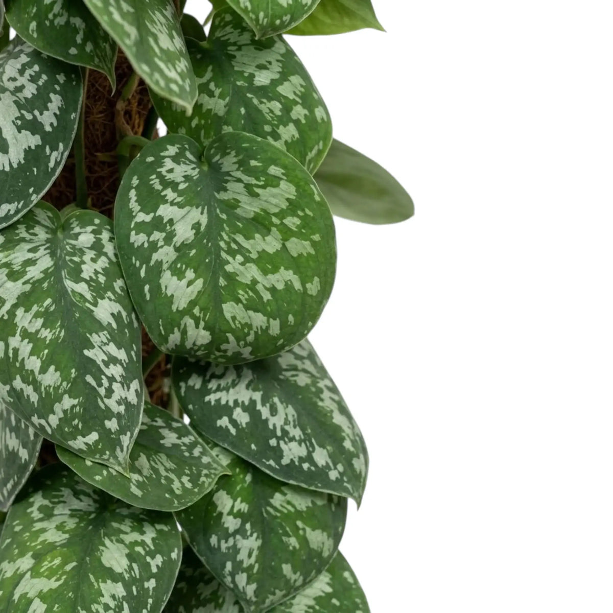 Close-up of overlapping dark green Scindapsus pictus 'Argyraeus' leaves densely patterned with silver spots.