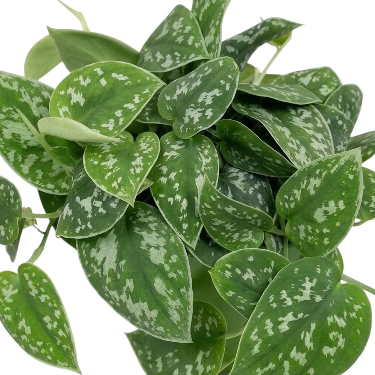 Scindapsus pictus 'Argyraeus' close-up with overlapping silver-spotted leaves and a partly rolled pale green leaf.
