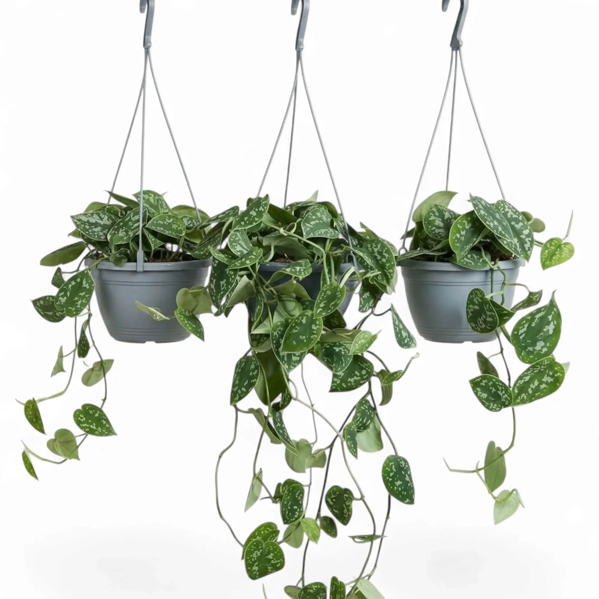 Three hanging Scindapsus pictus 'Argyraeus' plants with long trailing stems and silver-spotted leaves.