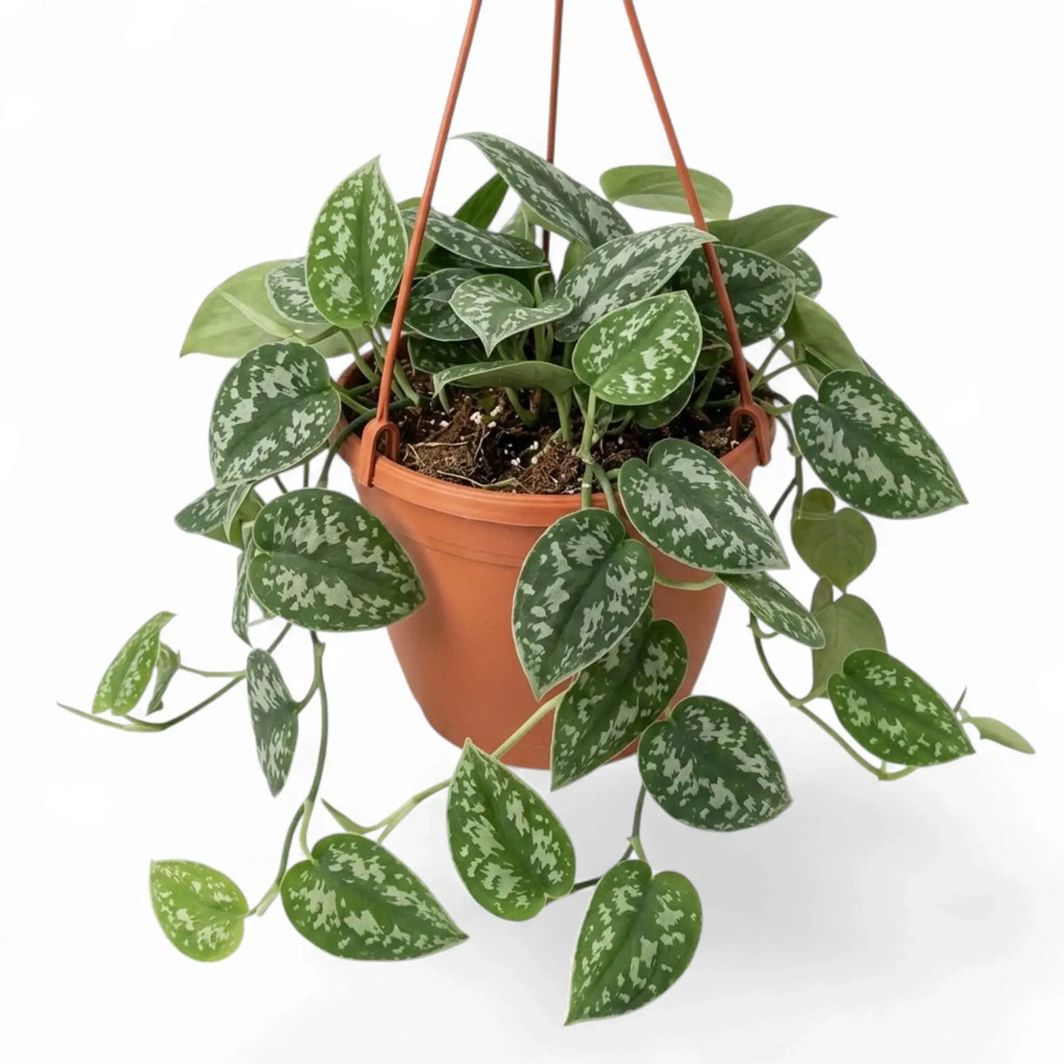 Scindapsus pictus 'Argyraeus' in a brown hanging pot, with silver-spotted leaves along short trailing vines.