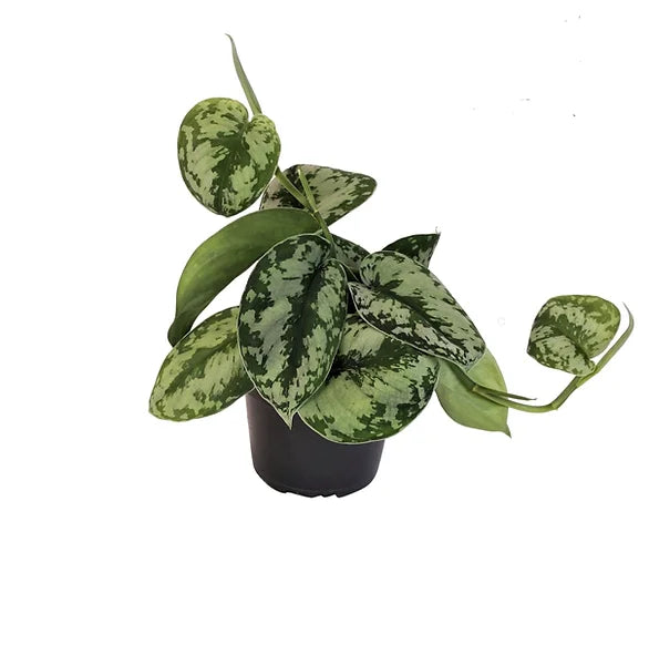 Scindapsus pictus 'Exotica' – Zimmerpflanze im Kulturtopf auf weißem Hintergrund, Produktfoto 4.