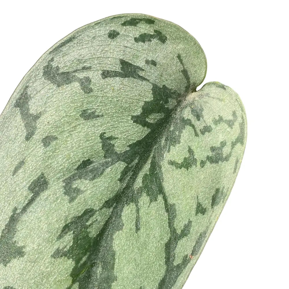 Scindapsus pictus 'Silver Lady' – Blattdetail vor weißem Hintergrund..