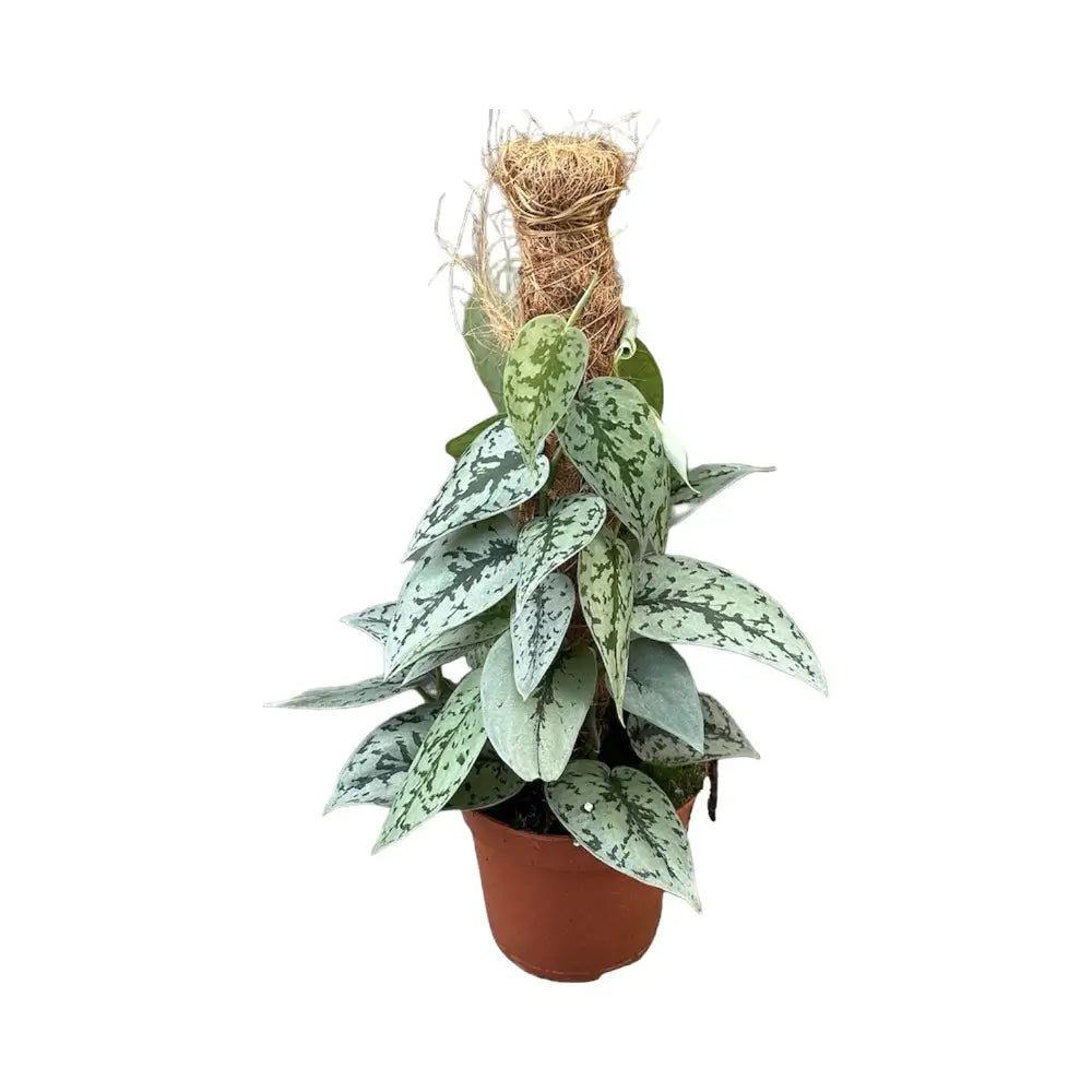 Scindapsus pictus 'Silver Lady' Zimmerpflanze im Anzuchttopf vor weißem Hintergrund, Produktfoto 3.