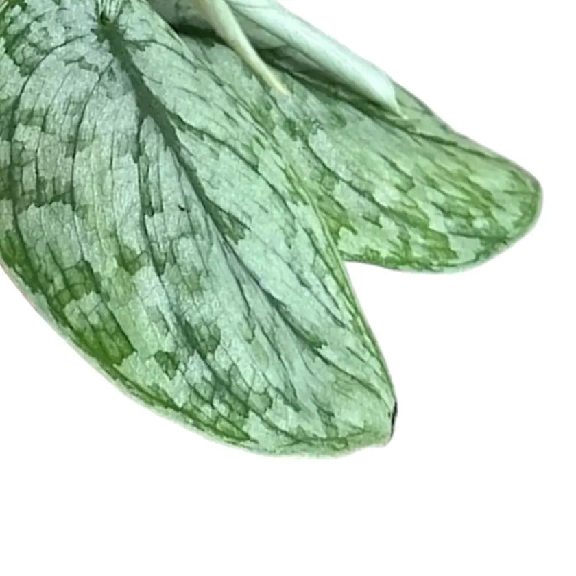 Scindapsus pictus 'Silver Splash' – Blattdetail vor weißem Hintergrund..