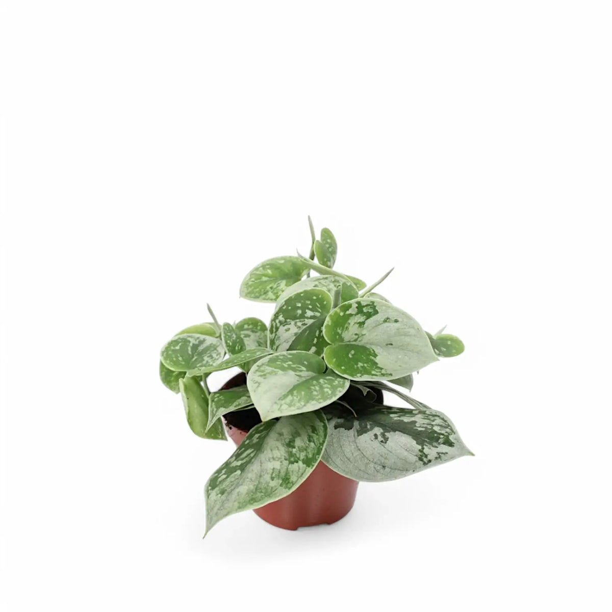 Scindapsus pictus 'Silvery Ann' – Zimmerpflanze im Kulturtopf auf weißem Hintergrund, Produktfoto 5.