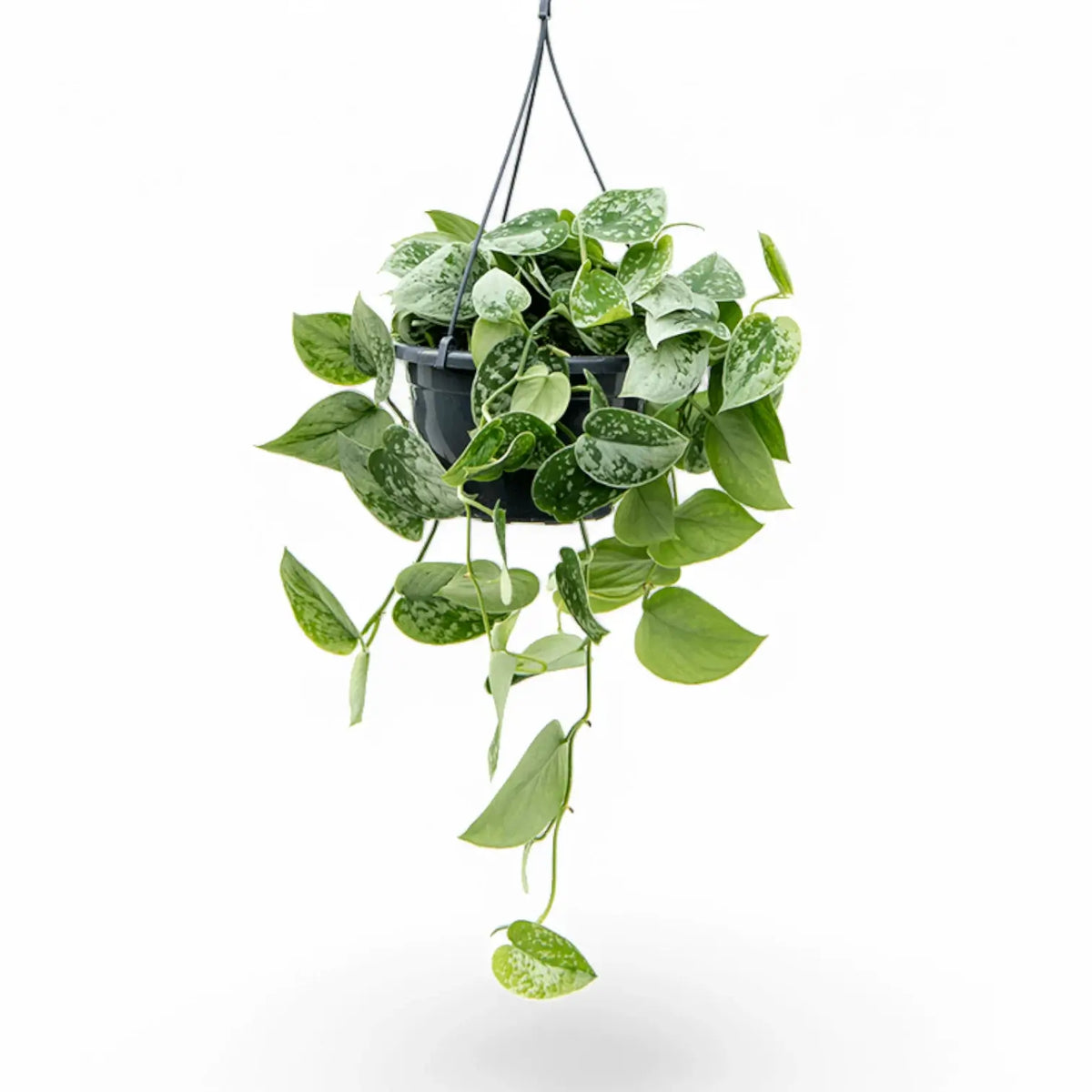 Scindapsus pictus 'Silvery Ann' – Zimmerpflanze im Kulturtopf auf weißem Hintergrund, Produktfoto 6.