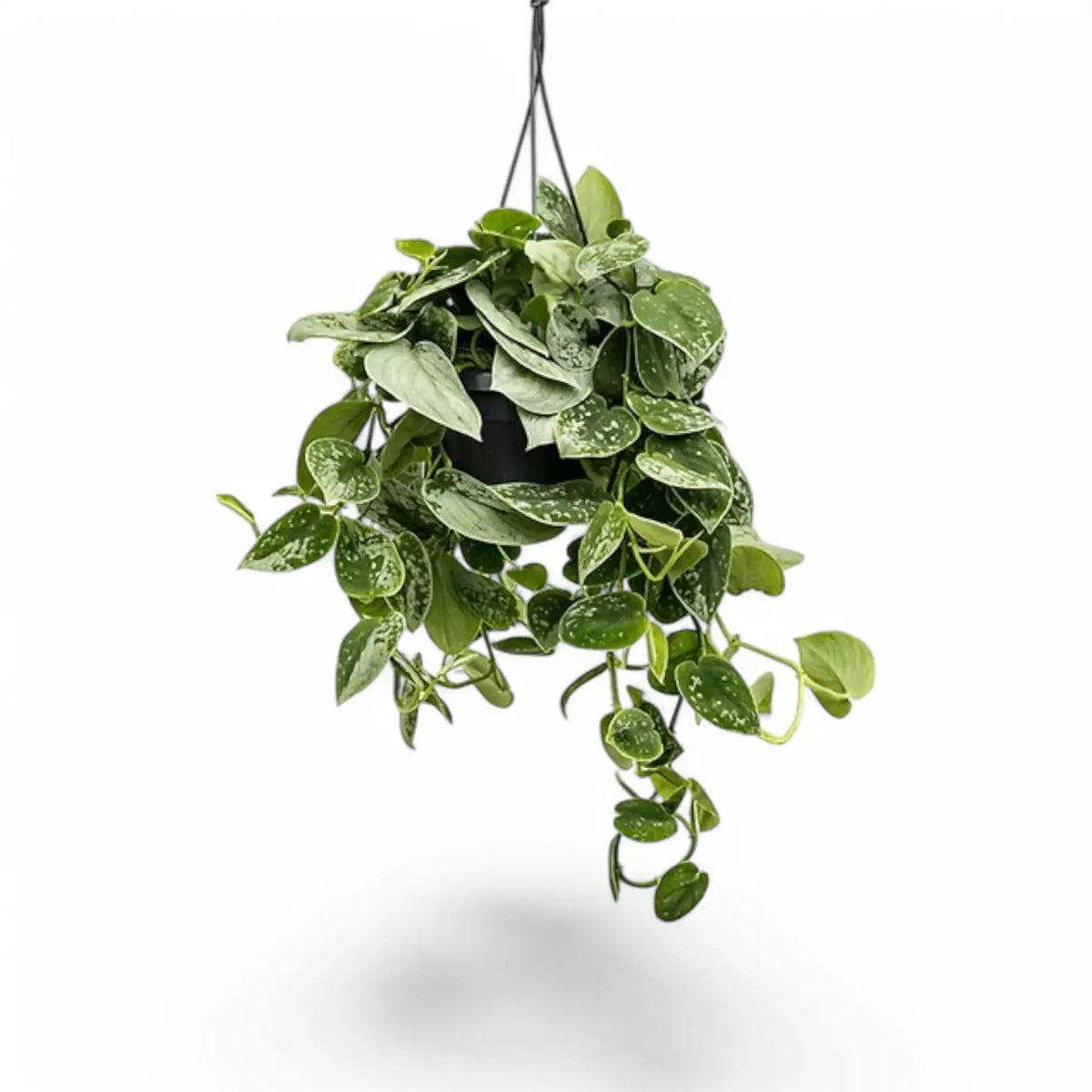 Scindapsus pictus 'Silvery Ann' – Zimmerpflanze im Kulturtopf auf weißem Hintergrund, Produktfoto 8.