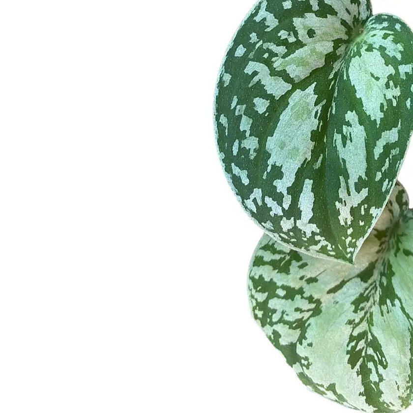 Scindapsus pictus 'Tricolor' – Blattdetail vor weißem Hintergrund..