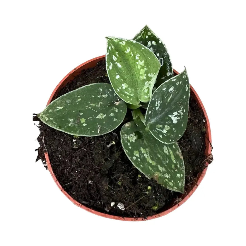 Scindapsus pictus 'Tricolor' Zimmerpflanze im Anzuchttopf vor weißem Hintergrund, Produktfoto 2.