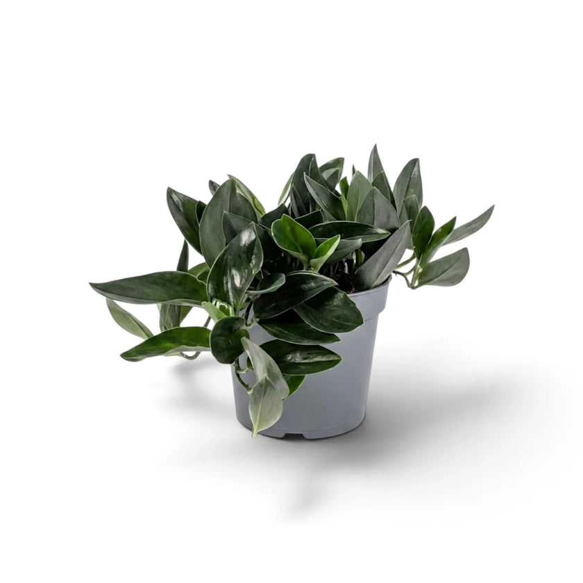 Scindapsus treubii 'Dark Form' with thick dark foliage and glossy leaf surfaces