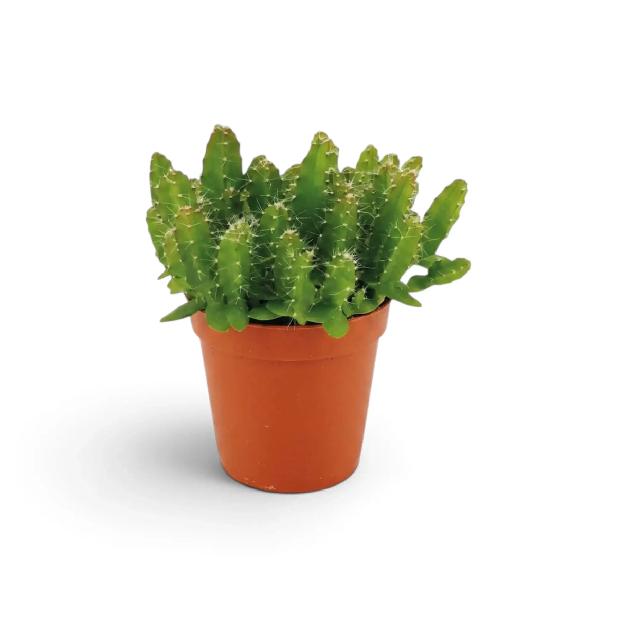 Baby Selenicereus undatus cactus in a terracotta pot, front view