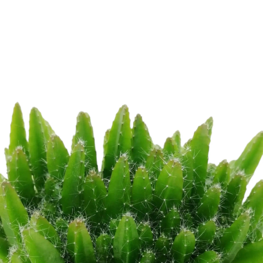 Close-up of ribbed green Selenicereus undatus cactus stems