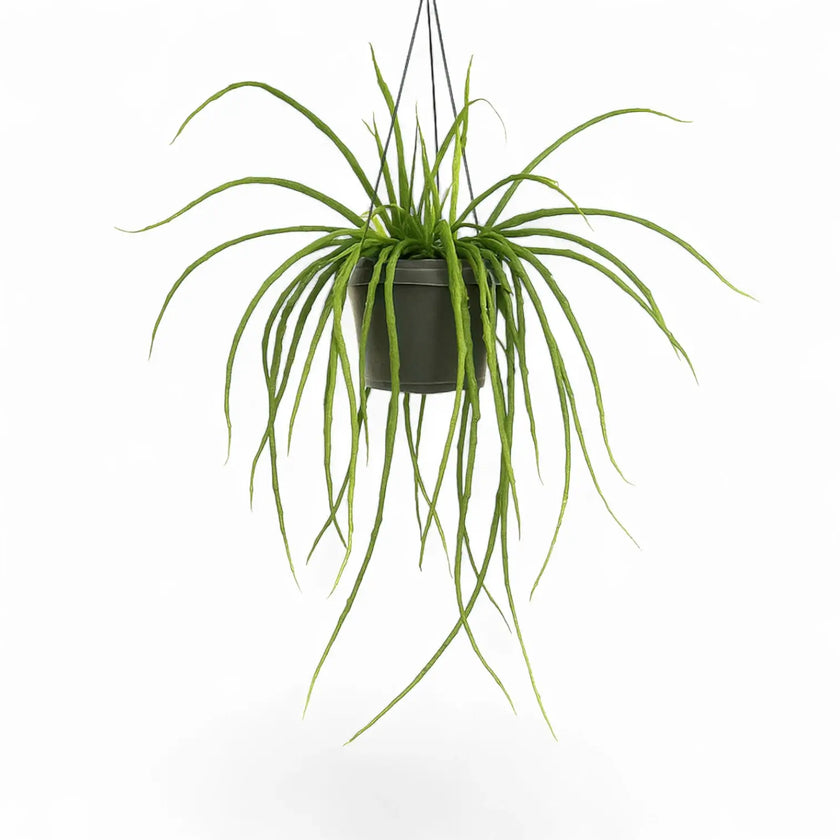 Selenicereus wercklei potted plant in nursery pot on white background.