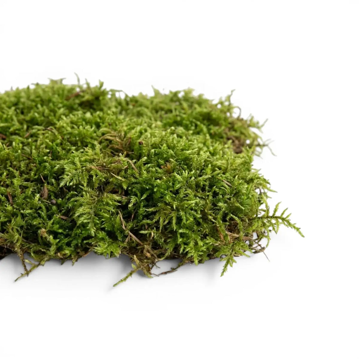 Green moss on a white background