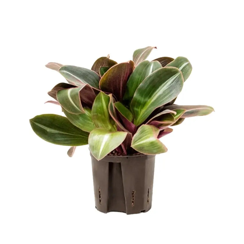 Siderasis fuscata potted plant in nursery pot on white background.