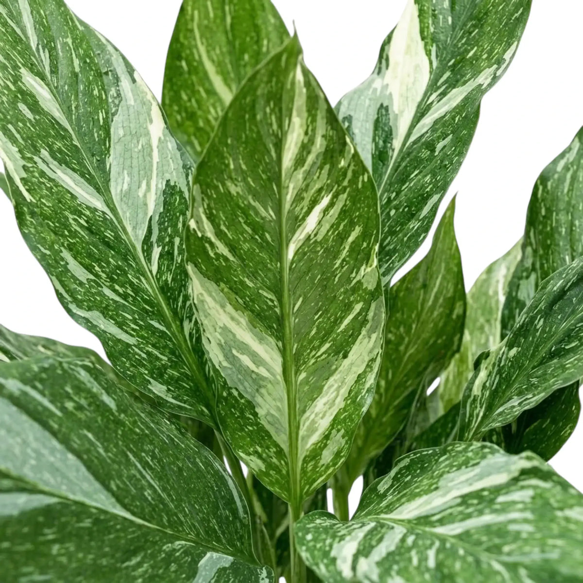 Close-up of upright green Spathiphyllum 'Diamond' leaves with pointed tips and irregular white streaks.