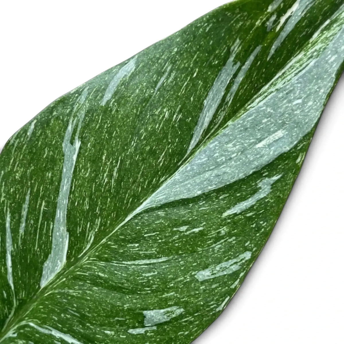Spathiphyllum 'Diamond' leaf detail with fine white flecks and broad pale streaks across a green surface.