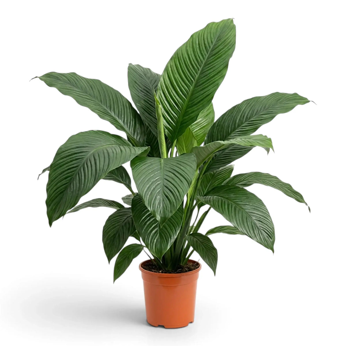 Full Spathiphyllum 'Sensation' XL viewed at an angle in a nursery pot.