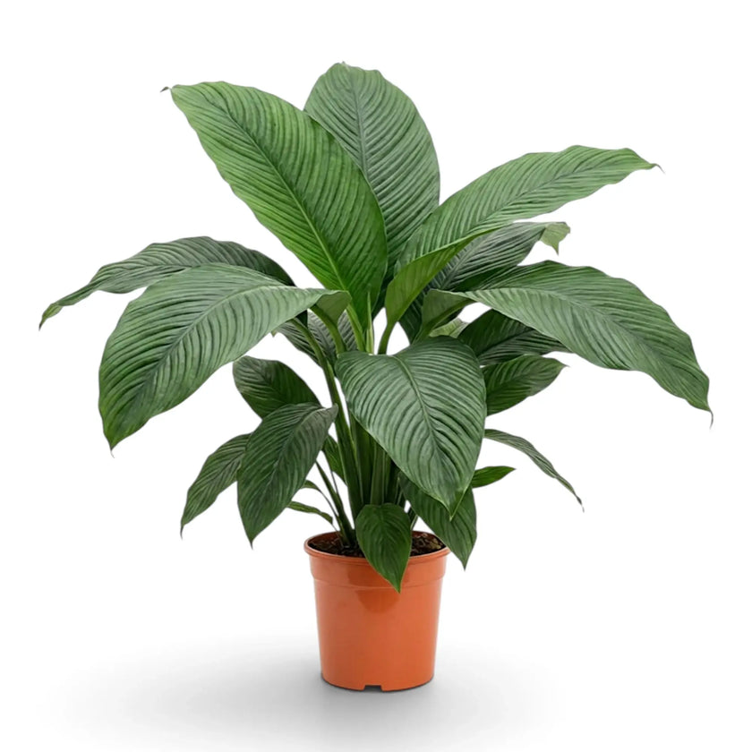 Spathiphyllum 'Sensation' XL von vorn mit breitem, symmetrischem Wuchs.