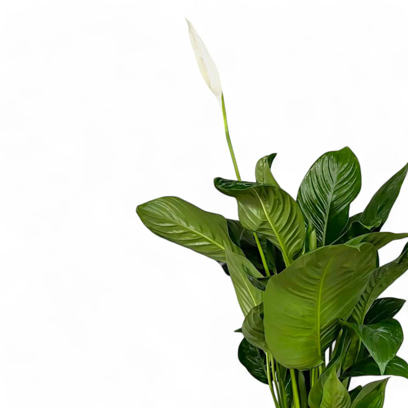 Spathiphyllum 'Sweet Isabella' – Blattdetail vor weißem Hintergrund..