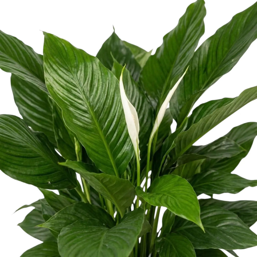 Nahaufnahme überlappender Blätter von Spathiphyllum 'Sweet Lauretta' mit glänzenden Oberflächen und kräftigen Blattadern