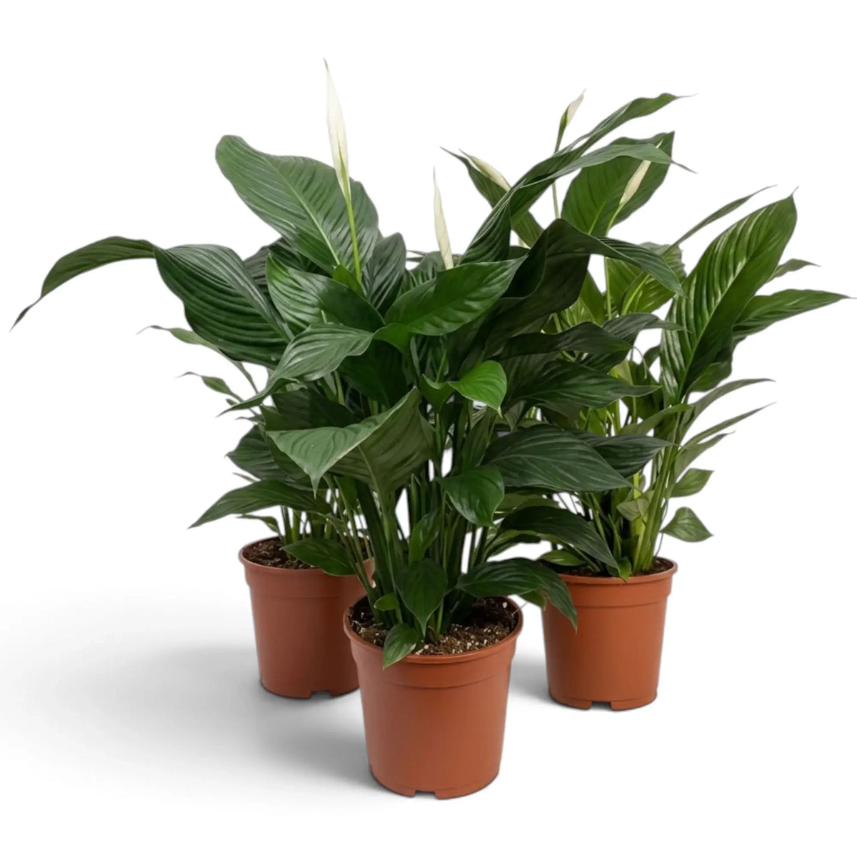 Spathiphyllum 'Sweet Lauretta' showing broad ribbed leaves and upright basal growth