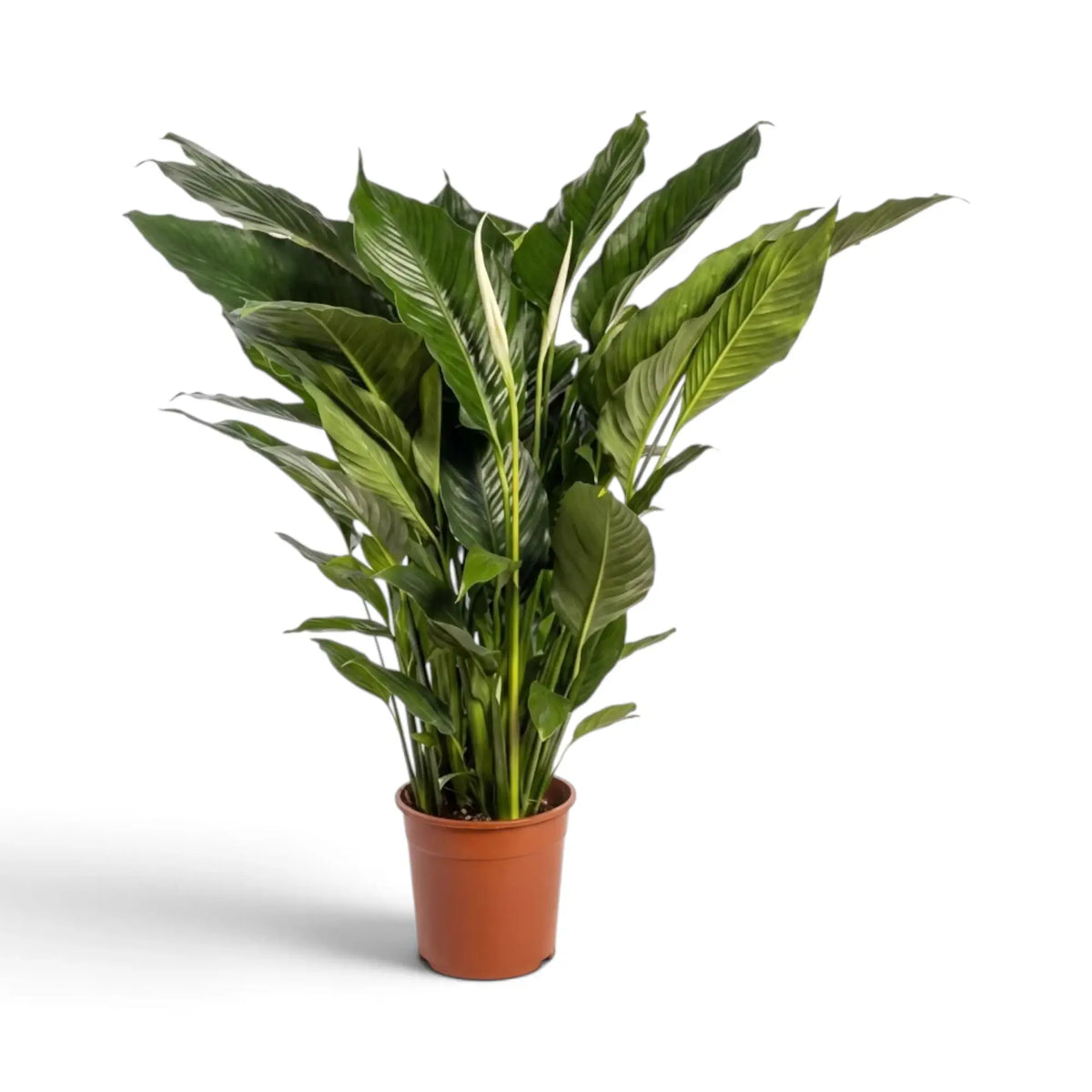 Large-leaved Spathiphyllum 'Sweet Lauretta' in a nursery pot with a tall layered crown